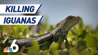 Florida Officials Say Its OK to Kill Iguanas — Humanely  NBC 6 [upl. by Kelsy]