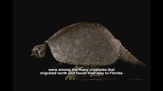 Pliocene Epoch  Florida Fossils Evolution of Life and Land [upl. by Atsev680]