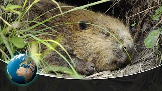 The Beavers are back  Busy river monsters at work [upl. by Stuart960]