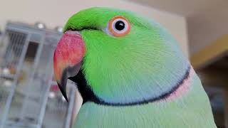 Indian Ringneck Parrot 🦜 talking [upl. by Senhauser]