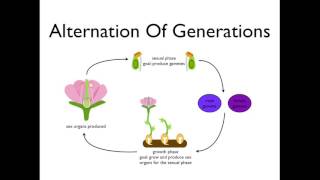 Alternation of Generations angiosperms [upl. by Llemej]