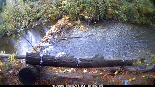 Salmon Break Through a Beaver Dam [upl. by Kcerb777]