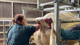 Semen Testing Charolais Bulls [upl. by Andeee]