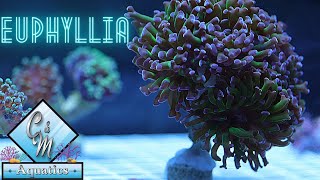 Euphyllia coral care and tips [upl. by Sancha]