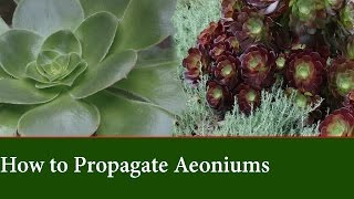 How to Propagate Aeonium from Cuttings [upl. by Ahseetal]