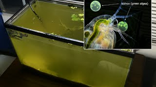 Raising Daphnia for the Freshwater Aquarium [upl. by Sirroned]