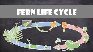 Fern Life Cycle  Plant Biology [upl. by Brandice]