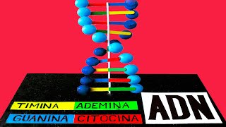 Como hacer una MAQUETA del ADN bonito y fácil [upl. by Annoif]