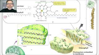 Fotosíntesis Pigmentos fotosintéticos y fotoexcitación V53 [upl. by Elyrad]