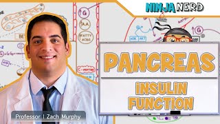 Endocrinology  Pancreas Insulin Function [upl. by Sisely]