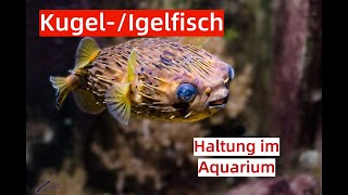 Kugelfische  Igelfische Aquarium Haltung [upl. by Chung203]