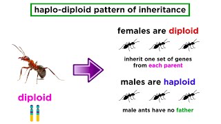 Mechanisms of Natural Selection Altruism and Kin Selection [upl. by Greta]