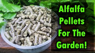 Alfalfa Pellets As Fertilizer For Your Garden [upl. by Brandice]