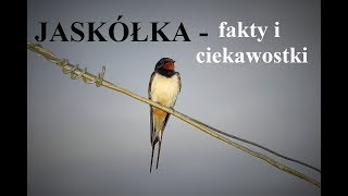 JASKÓŁKI  fakty i ciekawostki [upl. by Atwekk458]