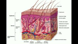 The Integumentary System  The Dermis amp Hypodermis [upl. by Tavi]