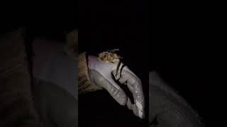 Nathusius pipistrelle bat at Walthamstow Wetlands London [upl. by Kciredes143]