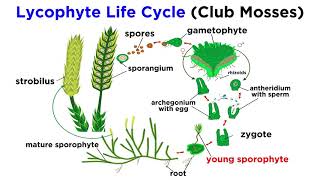 Lycophytes Early Vascular Plants [upl. by Nitram]