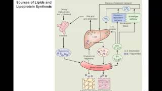 Hyperlipidemia at home Lecture [upl. by Aiekram]