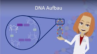 DNA Aufbau leicht erklärt [upl. by Cathey]