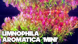 Limnophila Aromatica Mini  30 Gallon Planted Tank [upl. by Davy201]