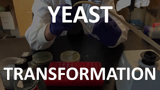 Yeast Transformation Lab Tutorial [upl. by Nakada]