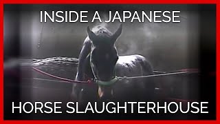 Raw Footage of a Thoroughbred Inside a Japanese Horse Slaughterhouse [upl. by Lsil561]