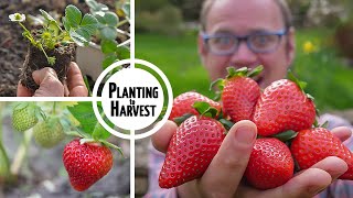 How to Grow Strawberries from Planting to Harvest 🍓🍓🍓🍓🍓 [upl. by Birgitta]