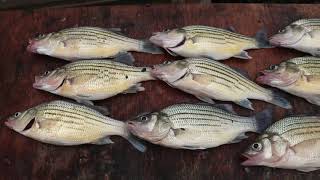 Why Does Nobody EAT This FISH TASTY Yellow Bass CATCH and COOK [upl. by Carmelia]