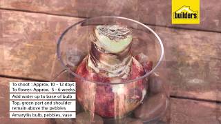 How To Grow Bulbs In A Glass Vase [upl. by Damita76]