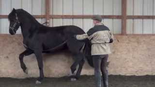 Piaffe training with David Donnelly at French Light Dressage [upl. by Cassil350]