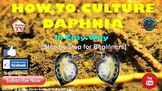 HOW TO CULTURE DAPHNIA In Easy Way [upl. by Llerret616]