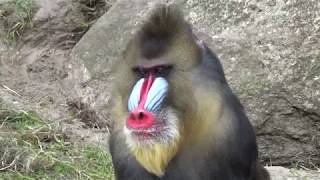 Mandrill Monkeys  Courtship and Mating  Mandrillus sphinx  Monkeys Full HD Video [upl. by Mervin423]