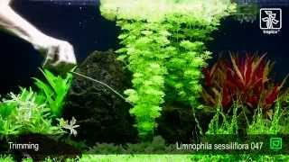 Limnophila sessiliflora [upl. by Ahsiuq282]