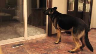 German Shepherd barking [upl. by Kingdon]