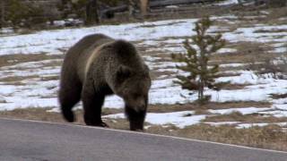 Grizzly Bear Encounters [upl. by Sharma790]