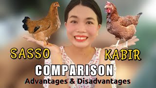 SASSO CHICKEN and KABIR CHICKEN in the Philippines COMPARISON  Buhay Probinsya [upl. by Paresh777]