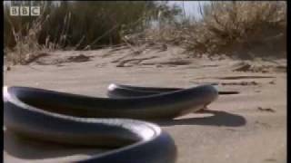 How snakes move amp run  Serpent  BBC Animals [upl. by Aiblis]