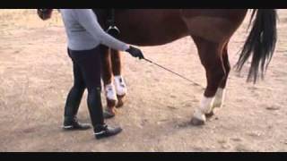 How to Teach a Horse Piaffe Part I [upl. by Hassett]