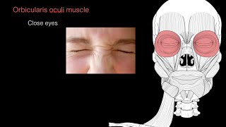 Muscles of facial expression [upl. by Mcginnis]