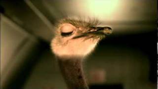 Cadbury Creates Moment of Joy with Flying Ostrich TV Commercial [upl. by Corneille]