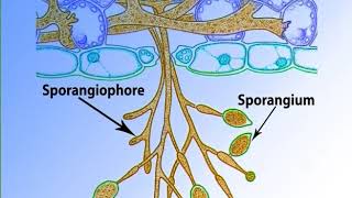 Phytopthora important features and life historymp4 [upl. by Shalom493]